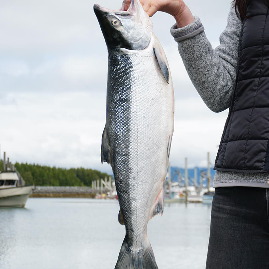 Fisherman holding a wild salmon